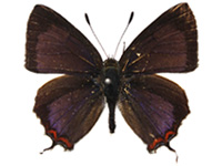 Heliophorus kohimensis elioti ♂ Up.
