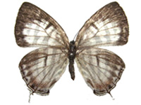 Yamamotozephyrus kwangtungensis hainanus ♀ Up.