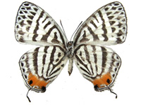 Yamamotozephyrus kwangtungensis hainanus ♀ Un.