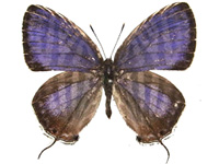 Yamamotozephyrus kwangtungensis hainanus ♂ Up.