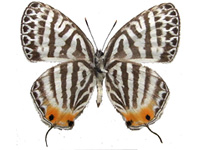 Yamamotozephyrus kwangtungensis hainanus ♂ Un.