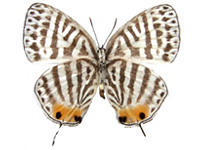 Yamamotozephyrus kwangtungensis hainanus ♀ Un.