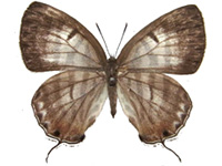 Yamamotozephyrus kwangtungensis hainanus ♀ Up.