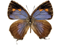 Shizuyaozephyrus errabundus ♂ Up.