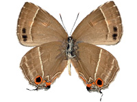 Shizuyaozephyrus errabundus ♂ Un.