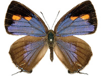 Shizuyaozephyrus errabundus ♂ Up.