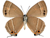 Shizuyaozephyrus errabundus ♂ Un.