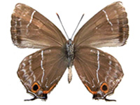 Neozephyrus uedai kachinus ♂ Un.