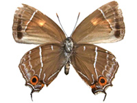 Neozephyrus uedai kachinus ♀ Un.