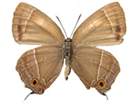 Chrysozephyrus wakaharai wakaharai ♀ Un.