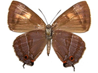 Chrysozephyrus tytleri yodoei ♀ Un.