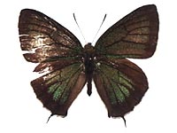 Chrysozephyrus inthanonensis inthanonensis ♂ Up.