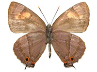 Chrysozephyrus inthanonensis miyashitai ♀ Un.