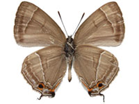 Chrysozephyrus kabrua philipi ♂ Un.