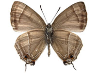 Chrysozephyrus kabrua philipi ♂ Un.