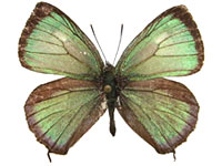 Chrysozephyrus kirbariensis machimurai ♂ Up.