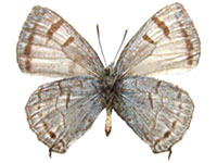 Chrysozephyrus kirbariensis machimurai ♂ Un.