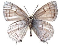 Chrysozephyrus paona ssp. ♂ Un.