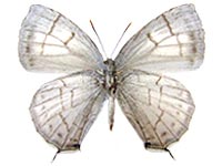 Chrysozephyrus paona ssp. ♀ Un.