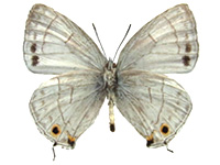 Chrysozephyrus miyagawai ♂ Un.