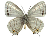 Chrysozephyrus miyagawai ♂ Un.