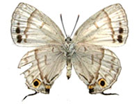 Chrysozephyrus miyagawai ♀ Un.