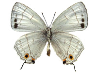 Chrysozephyrus miyagawai ♀ Un.