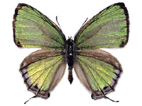 Parachrysozephyrus tourmalinis ♂ Up.