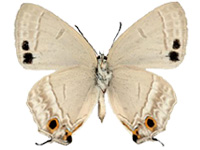 Parachrysozephyrus tourmalinis ♂ Un.