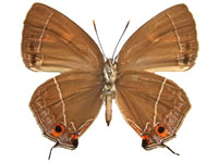 Kawazoeozephyrus jiroi ♀ Un.