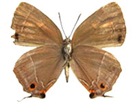 Kawazoeozephyrus jiroi ♀ Un.