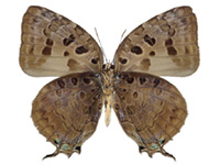 Arhopala anthelus ssp. ♂ Un.