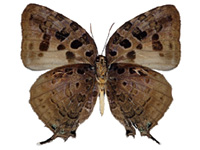 Arhopala anthelus ssp. ♂ Un.