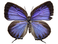 Arhopala opalina azata ♀ Up.