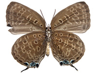 Arhopala opalina azata ♀ Un.