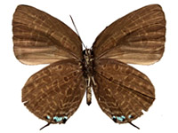 Arhopala atosia malayana ♂ Un.