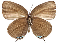 Arhopala atosia malayana ♀ Un.