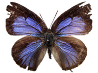 Arhopala allata atarana ♀ Up.