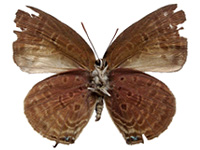 Arhopala allata atarana ♀ Un.