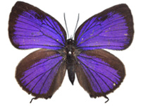 Arhopala delta ♀ Up.
