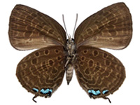 Arhopala delta ♀ Un.