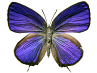 Arhopala elopura elopura ♂ Up.