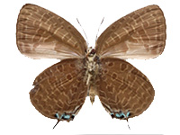 Arhopala elopura elopura ♂ Un.