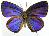 Arhopala elopura elopura ♂ Up.