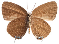 Arhopala elopura elopura ♂ Un.