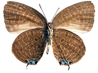 Arhopala elopura elopura ♀ Un.