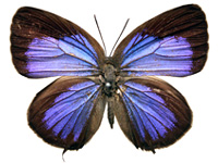 Arhopala elopura elopura ♀ Up.