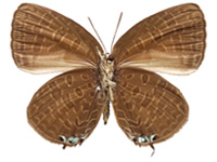 Arhopala elopura elopura ♀ Un.