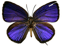 Arhopala pseudomuta pseudomuta ♂ Up. Arhopala pseudomuta pseudomuta ♂ Up.