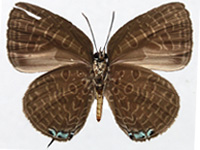 Arhopala pseudomuta pseudomuta ♂ Un. Arhopala pseudomuta pseudomuta ♂ Un.